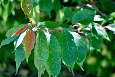 Prunus serrulata 'Kanzan' - višeň pilovitá - listy